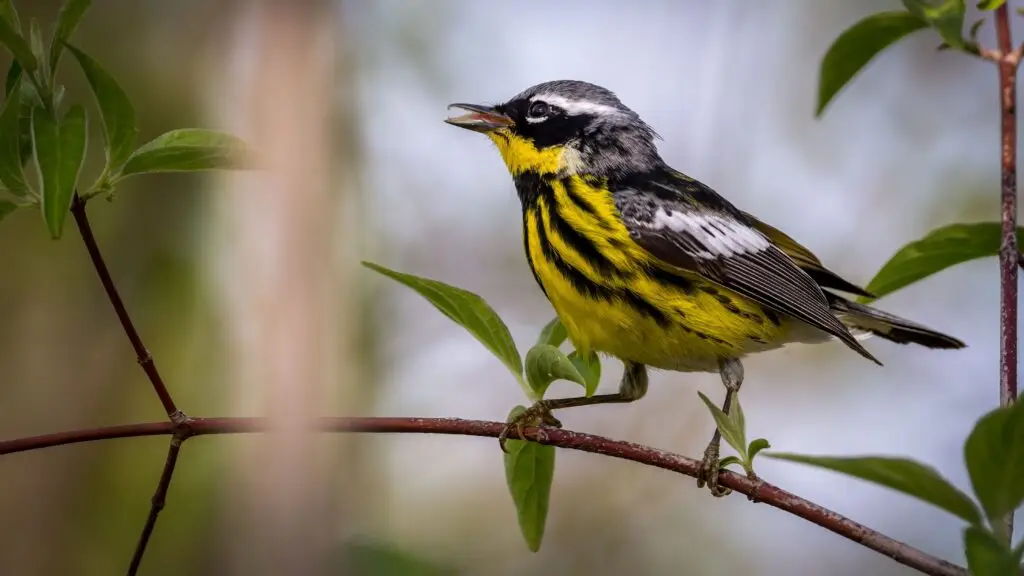 A,closeup,of,a,magnolia,warbler,on,a,tree,branch