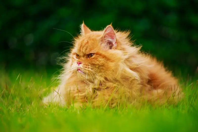 Brown,persian,cat,on,the,green,grass,field